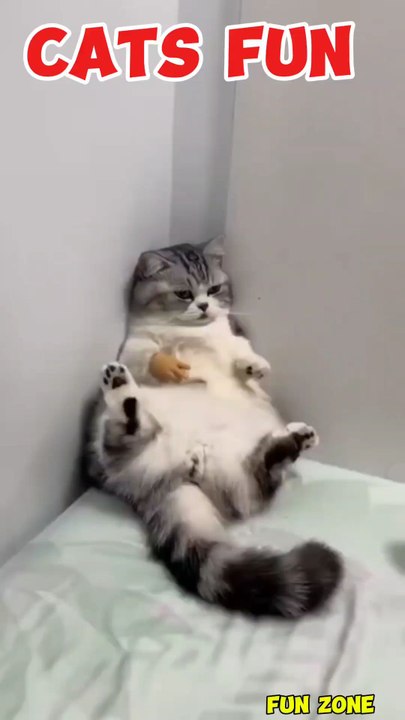 Cat fun cats