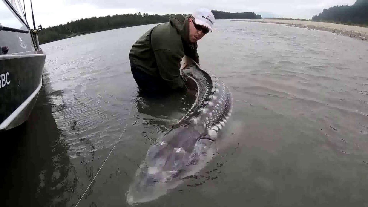 Fishing British Columbia!! Giant sturgeon, camping, and exploring (WT part 12)