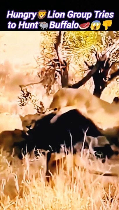 Liontries to hunt bull | Lion vs baffalo | African bull attack | #trending #viral #animals