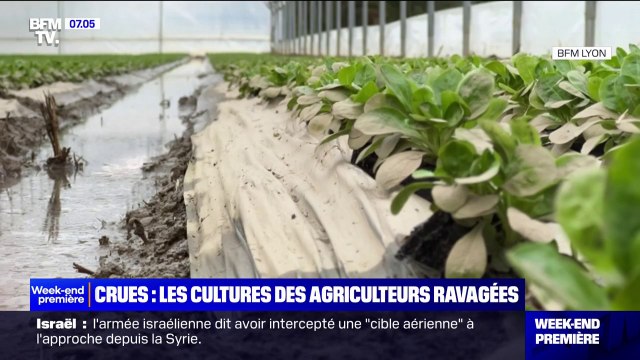 Les cultures des agriculteurs ravagées par les pluies diluviennes