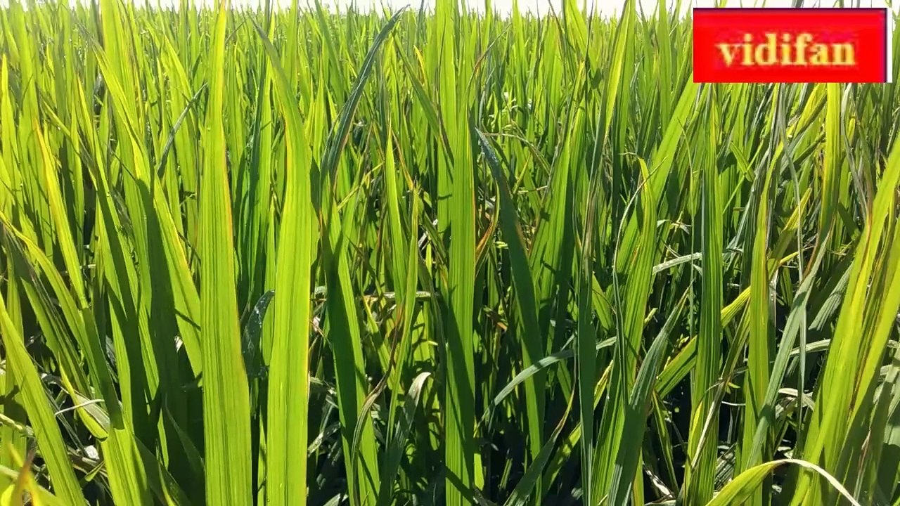 Rice leaf bacteria