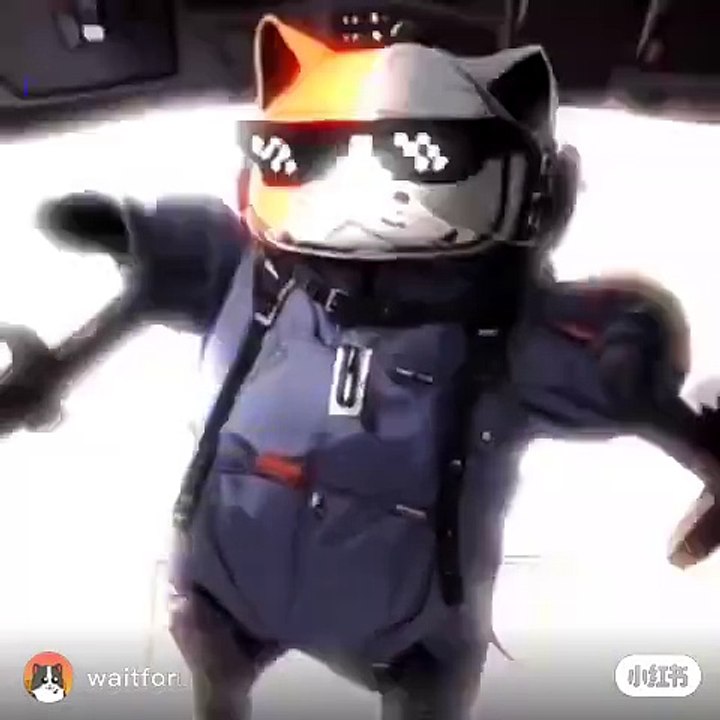 My cat