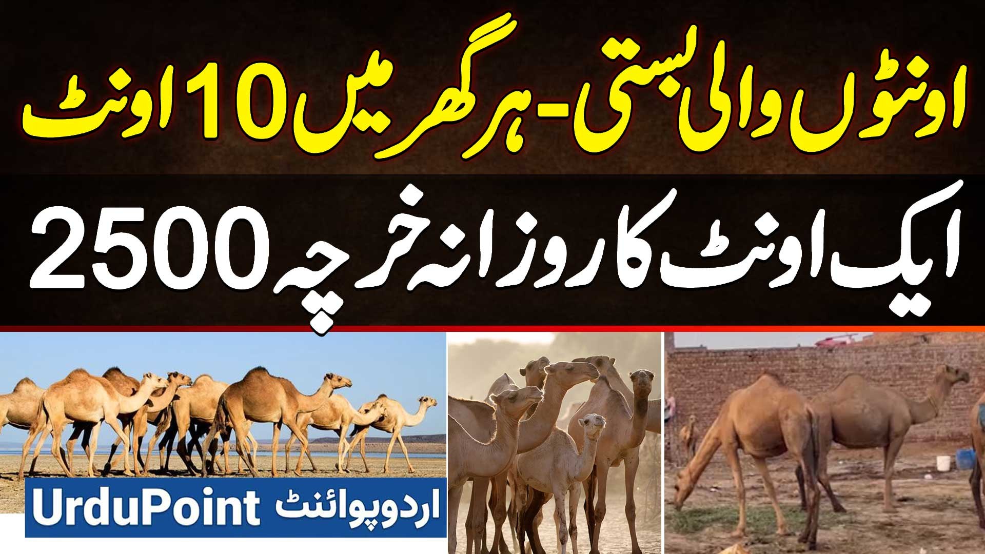⁣Camels Wali Basti - Har Ghar Mein 10 Camels - Ek Camel Ka Daily Expense 2500 Rupees