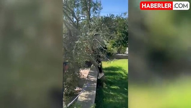 Sahte markalara da gönderme yaptı, Hülya Avşar Ayvalık'ta zeytin hasadında