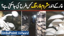 Mushroom Farming in Pakistan - Ghar Me Caves Bana Kar Mushroom Ki Farming Kaise Ki Jati Hai?