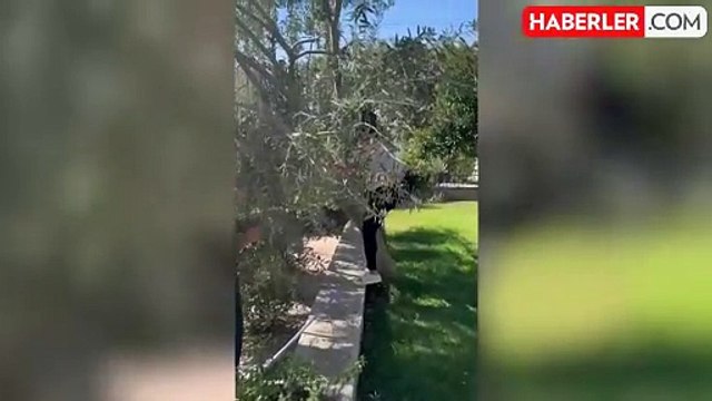 Sahte markalara da gönderme yaptı, Hülya Avşar zeytin hasadında