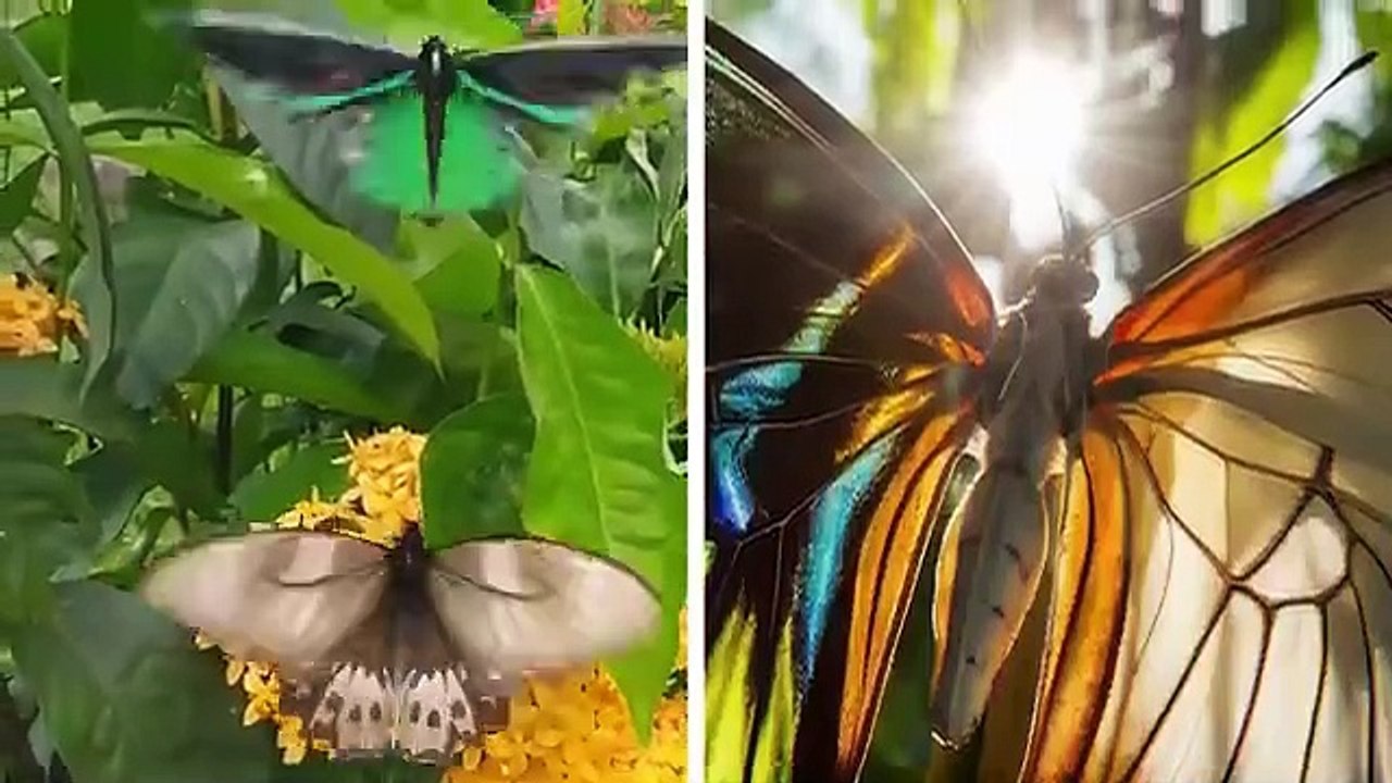 Biggest Animal Body Parts in The World