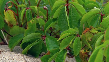 Sunrise Earth - Edge of the Atlantic