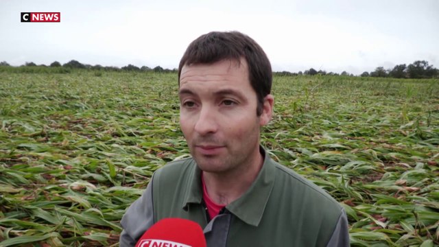 Fortes pluies : les récoltes de céréales en chute libre