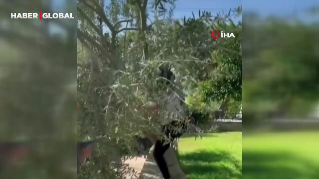 Hülya Avşar ağaca tırmandı, sahtesinden bıktık dedi