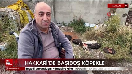 Hakkari'de engelli vatandaşın kümesine giren köpekler 10 tavuğu telef etti
