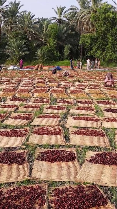 Traditional Process of Dry Dates Chuara in Pakistan and india - video ...