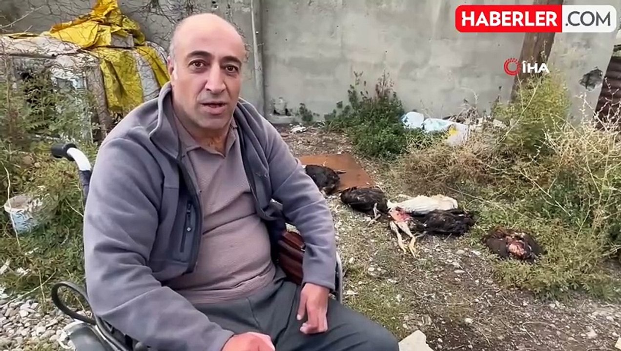 Başıboş Köpekler, Engelli Vatandaşın Kümesteki 10 Tavuğunu Telef Etti