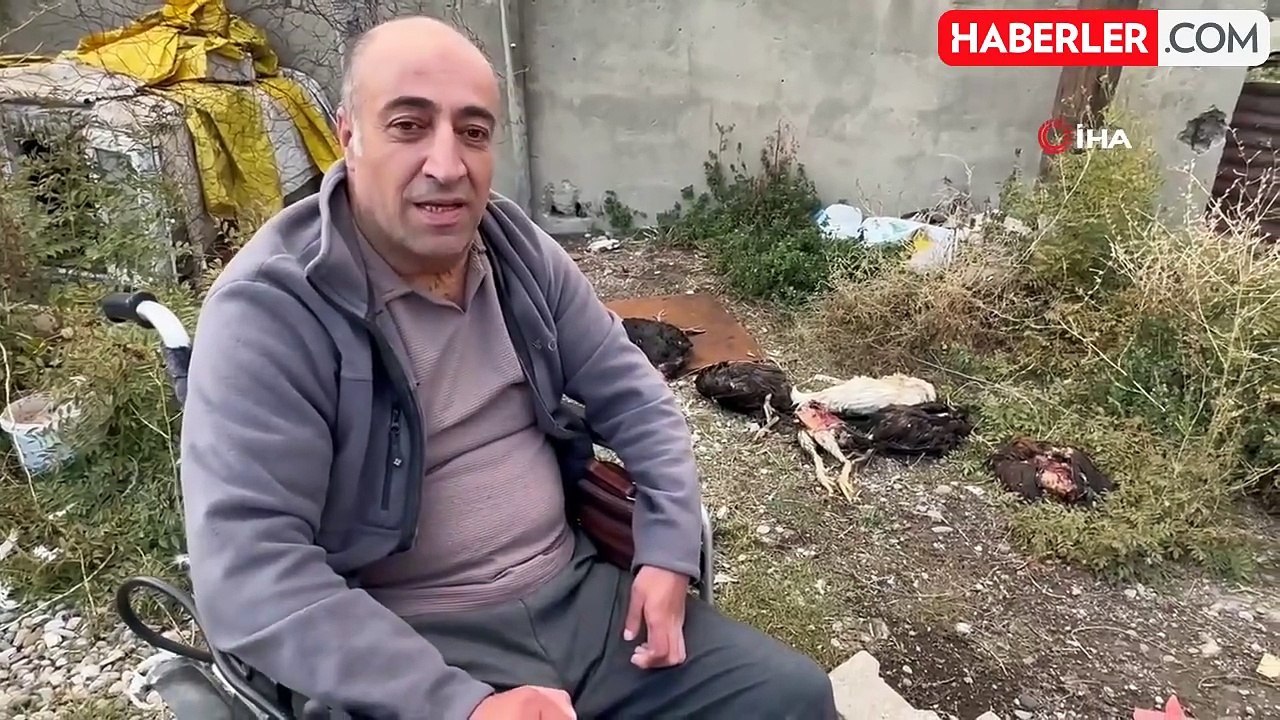 Başıboş Köpekler, Engelli Vatandaşın Kümesteki 10 Tavuğunu Telef Etti