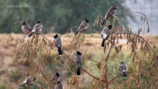 Flock of Red-vented Bulbul (Pycnonotus cafer) in Action | Beautiful Birdwatching Moments