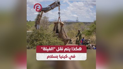 هكذا يتم نقل الفيلة في "كينيا" بسلام