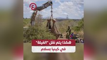 هكذا يتم نقل الفيلة في "كينيا" بسلام