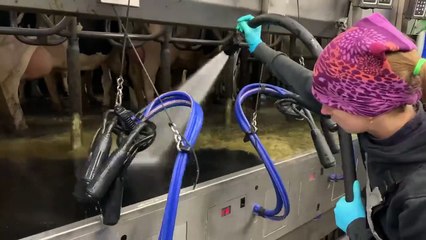 Biggest Udder In The World ｜ Incredible Spreading Of Straw ｜ Modern Milking Technology