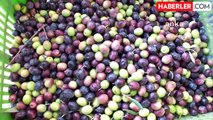 Kuraklık ve Düşük Fiyatlar Zeytin Üreticisini Zorluyor