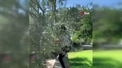 Hülya Avşar ''sahtelerinden bıktık'' deyip soluğu ağacın tepesinde aldı