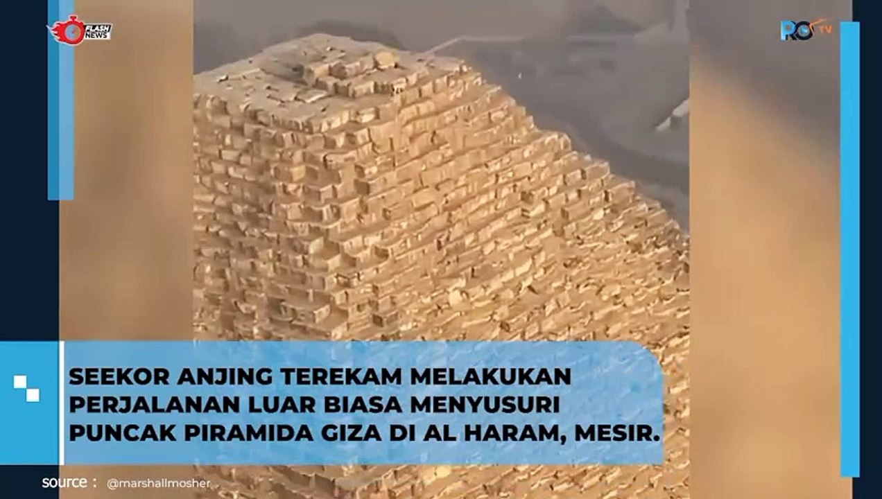 SEEKOR ANJING TEREKAM MELAKUKAN PERJALANAN LUAR BIASA MENYUSURI PUNCAK PIRAMIDA GIZA DI AL HARAM, MESIR.