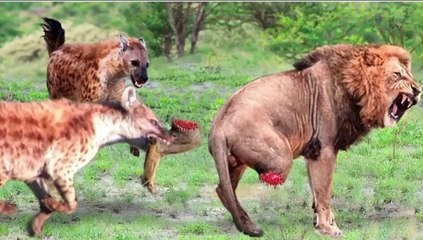 Death Is Approaching! Hyena Destroyed Her Own Life By Doing This In The Lion King's Territory