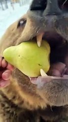 beruang meminta makanan buah buahan kepada manusia saat musim dingin