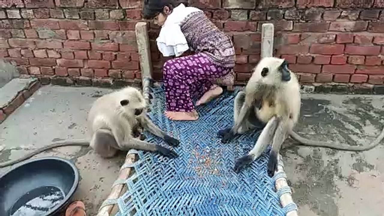 Very hungry monkey