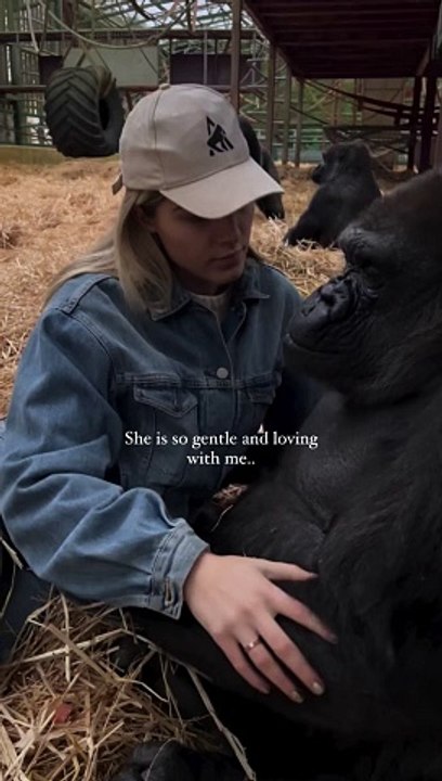 Gorilla family at our sanctuary where we rescue and rewild gorillas now the only@people in the world   that have ever sent a gorilla back to the wild  where they belong