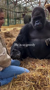 KIFU is SO greedy he never lets any of the others get anything this video is at our sanctuary where we rescue animals and send them back to the wild WE ARE THE ONLY PEOPLE IN THE WORLD THAT HAVE SENT