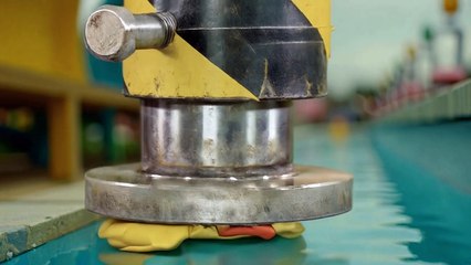 A beautiful duck video