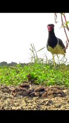 Wattlecock’s Unique Parenting Bringing Water to Chicks with Belly Feathers