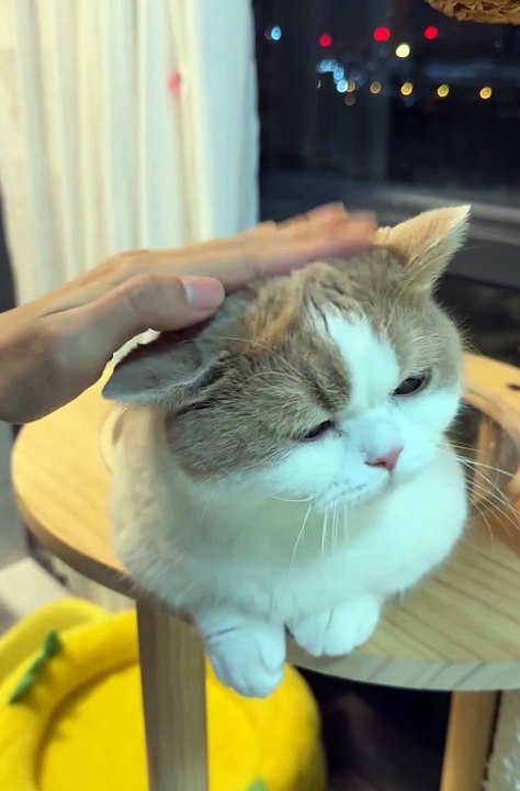 Funniest animals | cute animals | #animals #cuteanimals #funniestanimals #funnyanimals