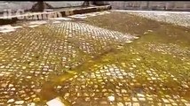 La fontana delle 99 Cannelle intasata, il piazzale del selciato con alghe, muschi e licheni