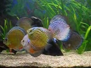 mes discus