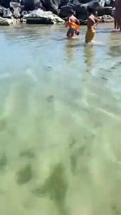 Pescara, sorpresa tra gli scogli: una grande razza attira l'attenzione dei bagnanti