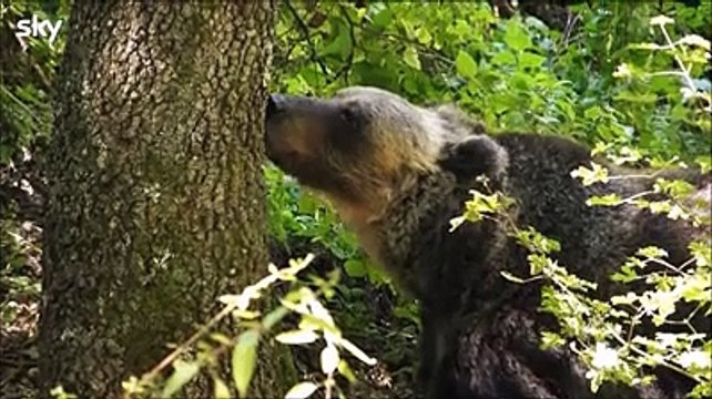 L'orso, il Parco, le altre specie: tutta la natura dell'Abruzzo sul docufilm di Sky