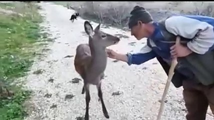 Il pastore di Goriano Sicoli e il cerbiatto salvato dalla morte