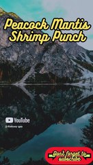 Animal Facts         Peacock Mantis Shrimp Punch         #shorts