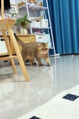 2024 best animals videos #cutecatvideos #funnycatvideos #cuteanimals