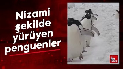 Nizami şekilde yürüyen penguenler