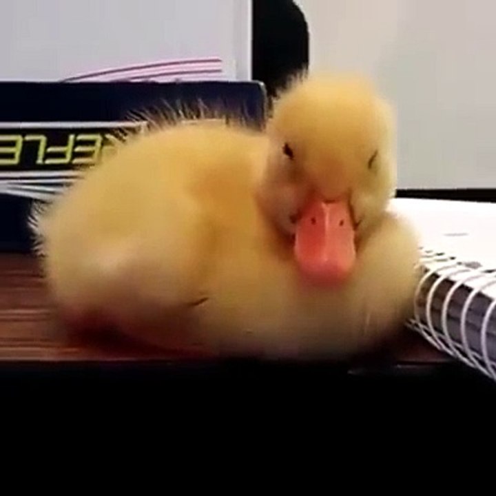 duck for tests (do not delete)