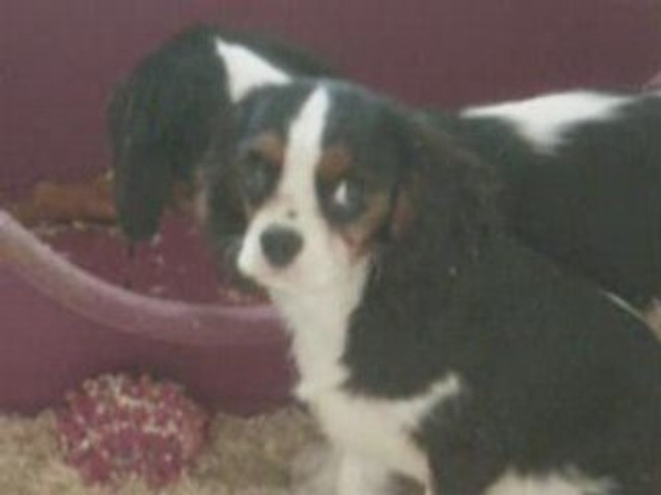 chiot cavalier king charles