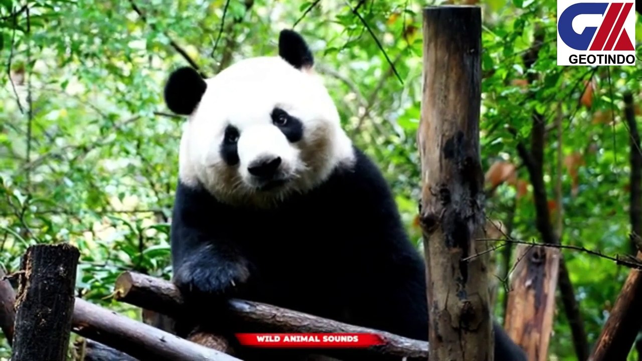 ANIMALS SOUND-1