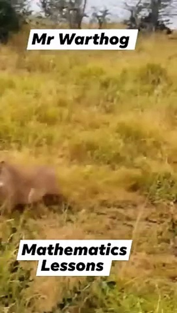 ⁣ANIMALS LIFESTYLE,,,,