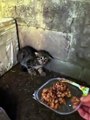 Scared feral kitten trusts a human for the first time