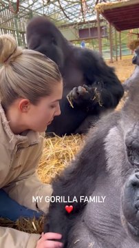My gorilla family at our Rescue and Rewild Sanctuary. We have sent 80 gorillas back to the wild so far. We are the only people in the world to do this. I have known these specific gorillas in the video m
