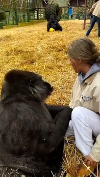 My sweet TAMBABY I love giving her kisses @theaspinallfoundation have rewilded over 80 gorillas now . I have lived with them my whole life and I love them so much they are my family