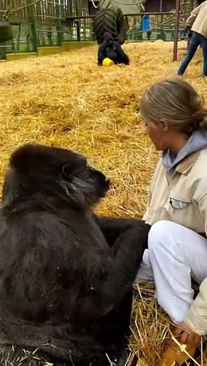 My sweet TAMBABY I love giving her kisses   @theaspinallfoundation have rewilded over 80 gorillas now . I have lived with them my whole life and I love them so much they are my family