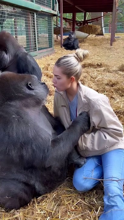 She's so gentle and loving with me   this group of gorillas, I've known my whole life and have been able to develop completely natural relationships with them at our sanctuary, where we rescue, and then Re